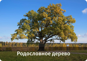 4 дерево